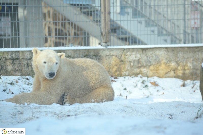 Jegesmedve és a többiek - fotó Szarka Lajos