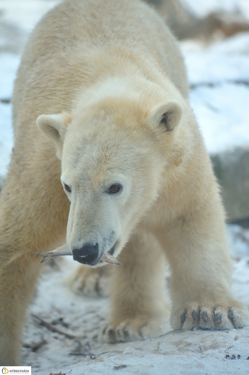 Jegesmedve és a többiek - fotó Szarka Lajos