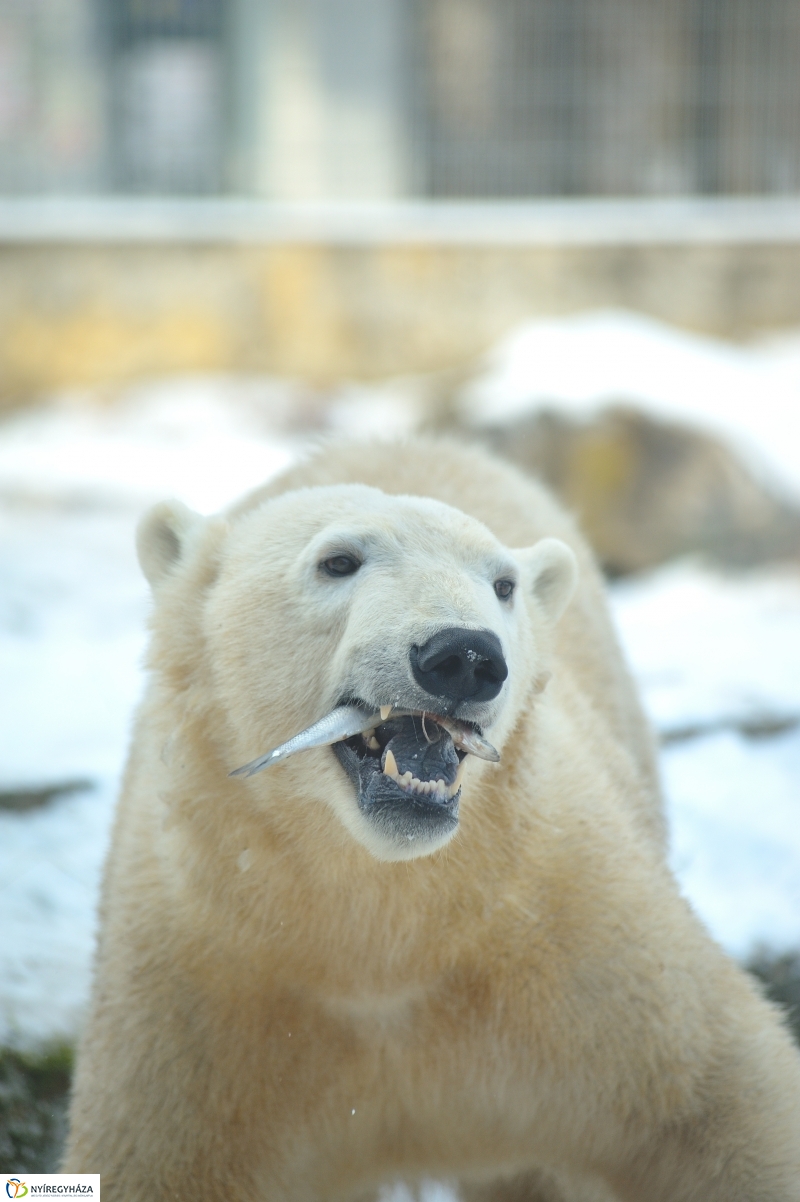 Jegesmedve és a többiek - fotó Szarka Lajos
