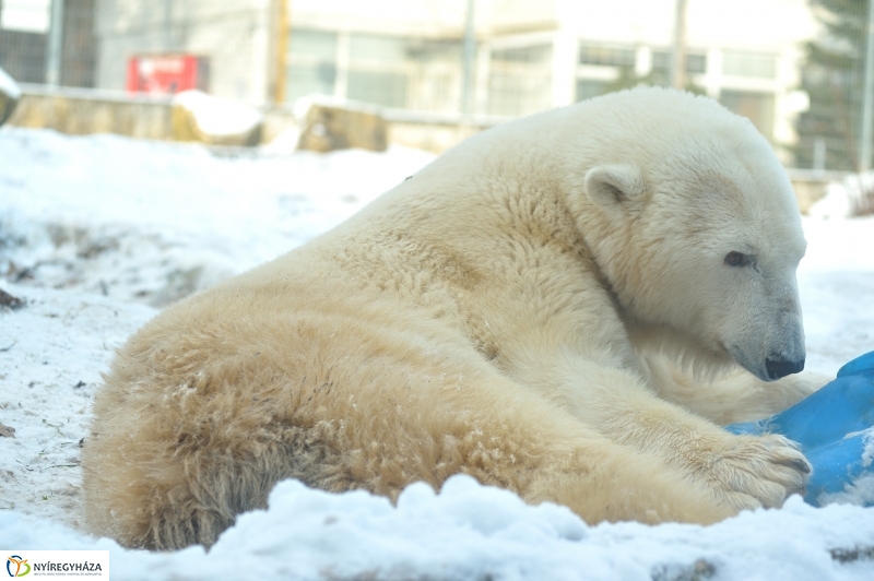 Jegesmedve és a többiek - fotó Szarka Lajos