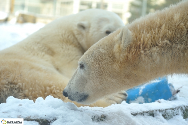 Jegesmedve és a többiek - fotó Szarka Lajos