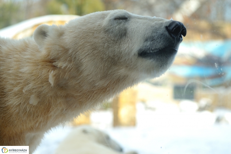 Jegesmedve és a többiek - fotó Szarka Lajos