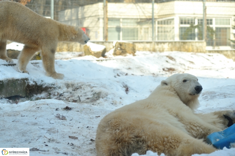 Jegesmedve és a többiek - fotó Szarka Lajos