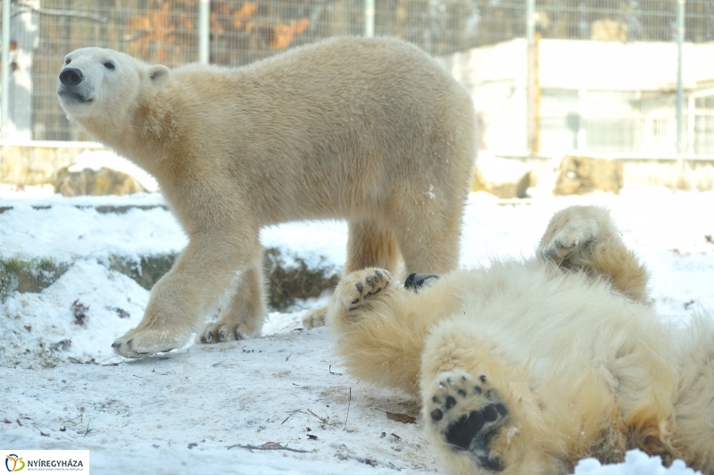 Jegesmedve és a többiek - fotó Szarka Lajos