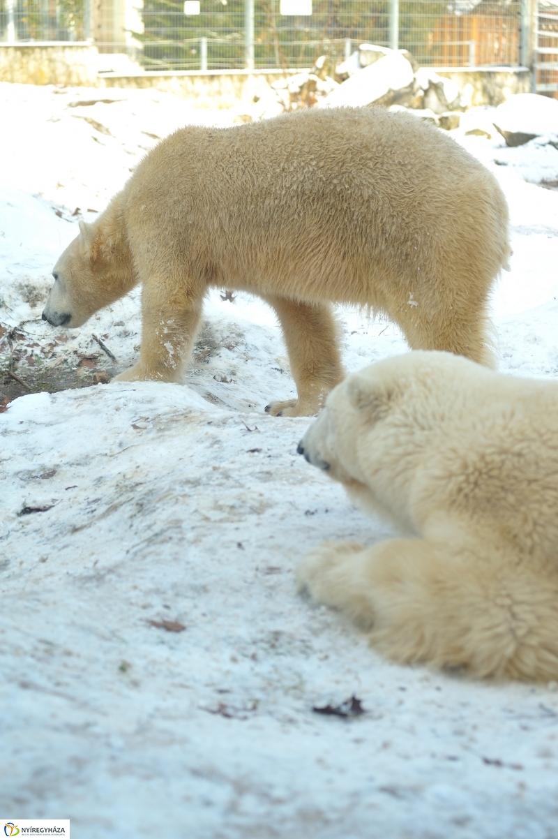 Jegesmedve és a többiek - fotó Szarka Lajos