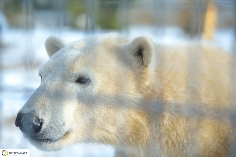 Jegesmedve és a többiek - fotó Szarka Lajos