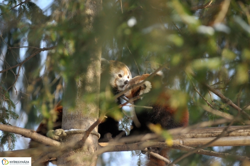 Jegesmedve és a többiek - fotó Szarka Lajos