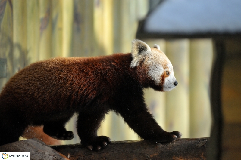 Jegesmedve és a többiek - fotó Szarka Lajos