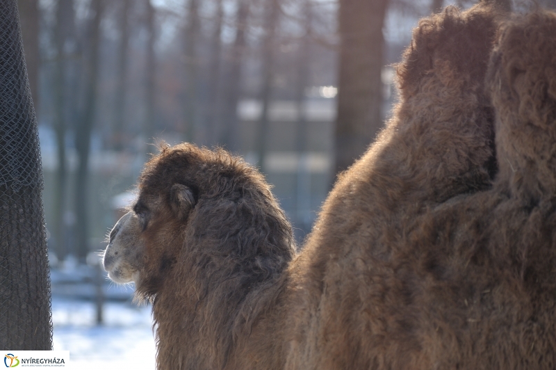 Jegesmedve és a többiek - fotó Szarka Lajos