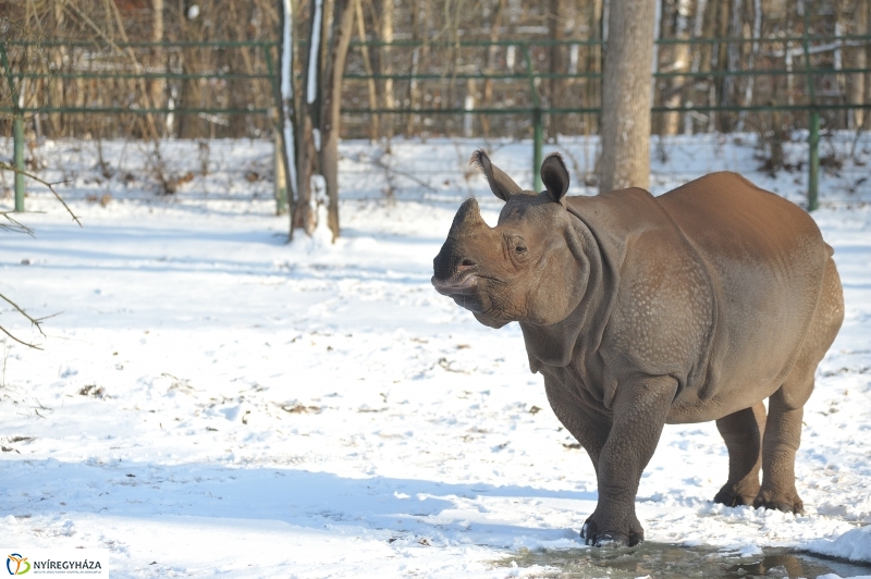 Jegesmedve és a többiek - fotó Szarka Lajos
