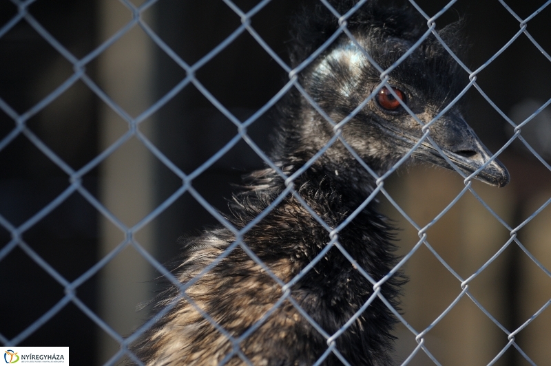 Jegesmedve és a többiek - fotó Szarka Lajos