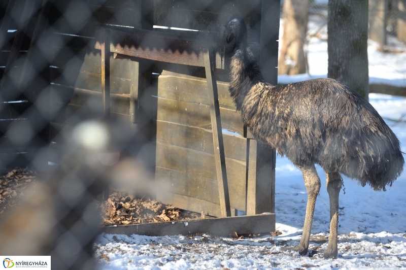 Jegesmedve és a többiek - fotó Szarka Lajos