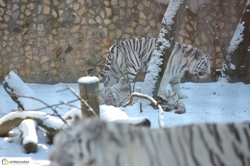 Jegesmedve és a többiek - fotó Szarka Lajos