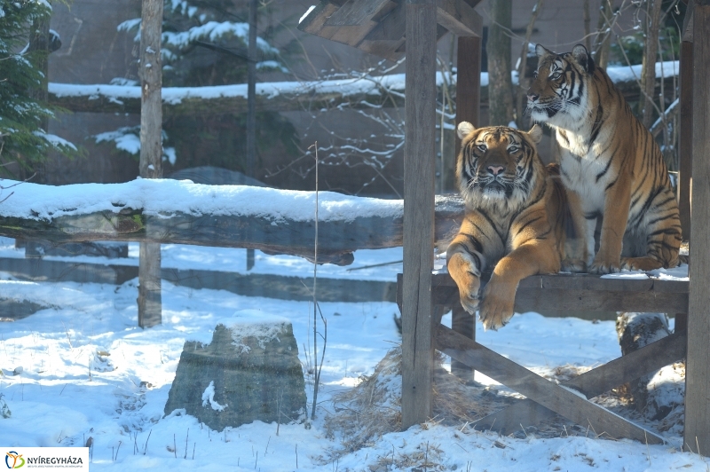 Jegesmedve és a többiek - fotó Szarka Lajos
