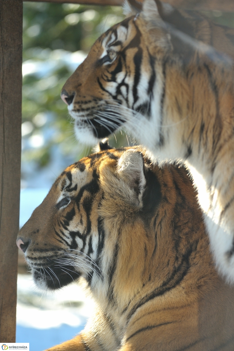 Jegesmedve és a többiek - fotó Szarka Lajos