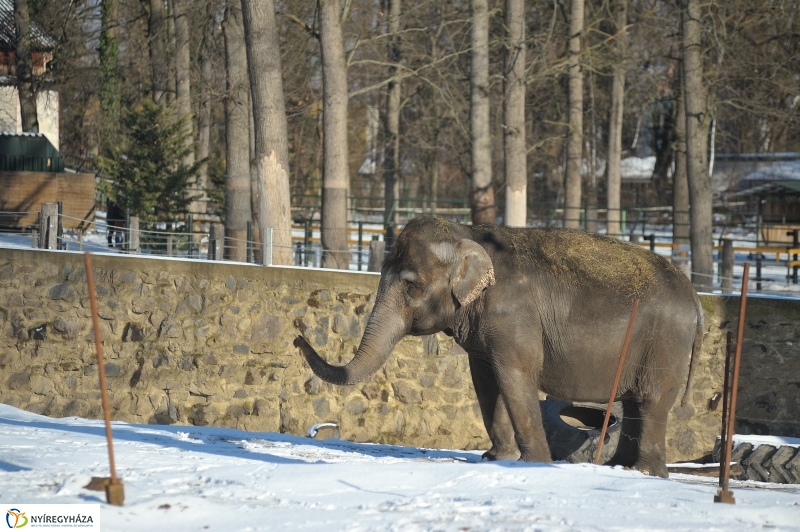 Jegesmedve és a többiek - fotó Szarka Lajos