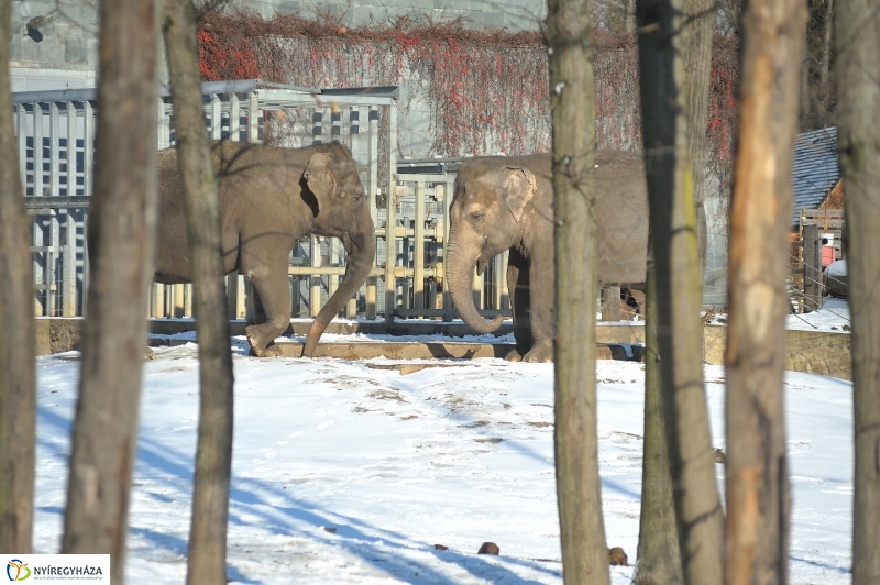 Jegesmedve és a többiek - fotó Szarka Lajos