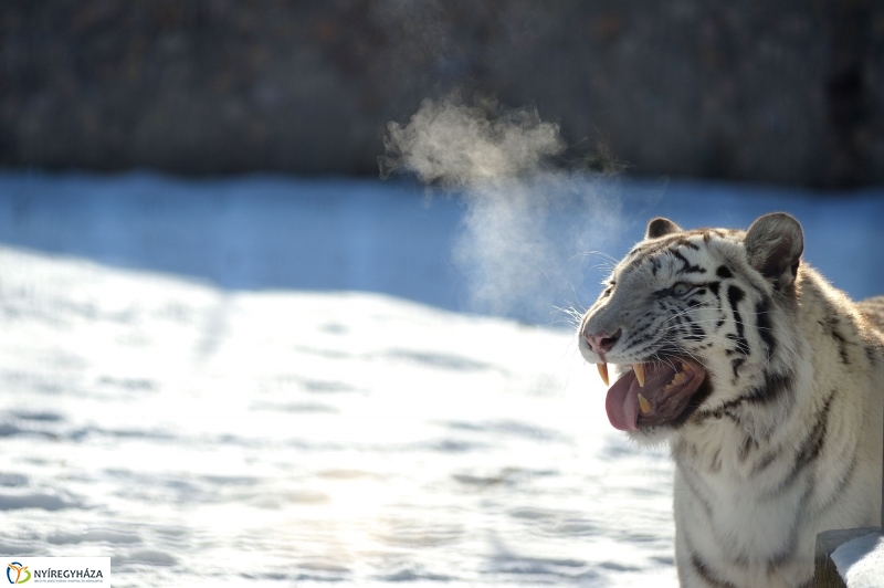 Jegesmedve és a többiek - fotó Szarka Lajos