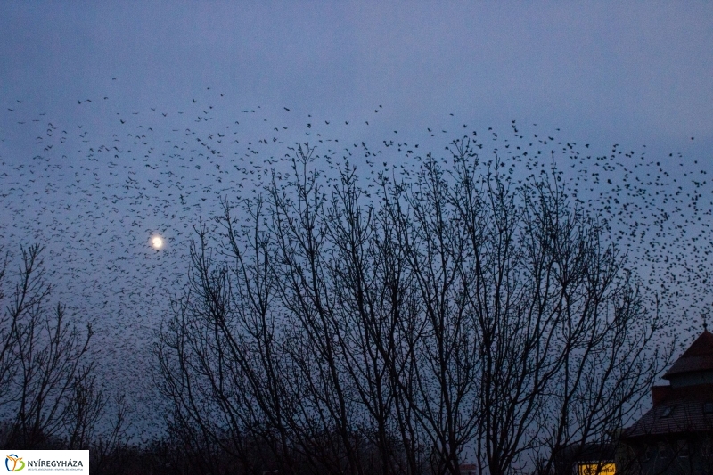 Szárnyra kapott a fekete sereg - Fotó Szarka Lajos