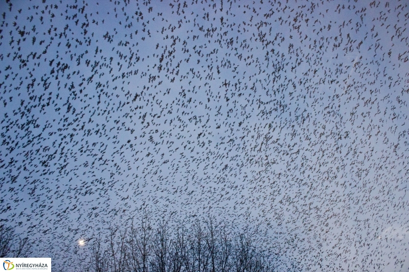 Szárnyra kapott a fekete sereg - Fotó Szarka Lajos