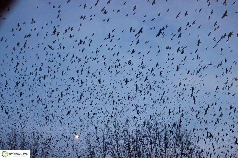 Szárnyra kapott a fekete sereg - Fotó Szarka Lajos