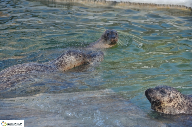 Fókák a jeges vízben - fotó Szarka Lajos