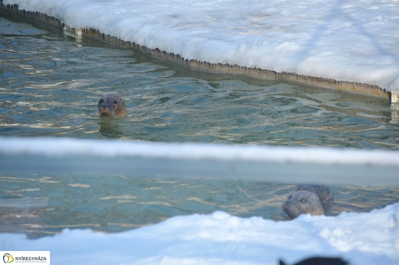 Fókák a jeges vízben - fotó Szarka Lajos