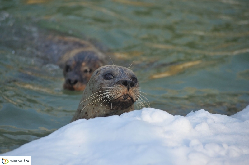 Fókák a jeges vízben - fotó Szarka Lajos