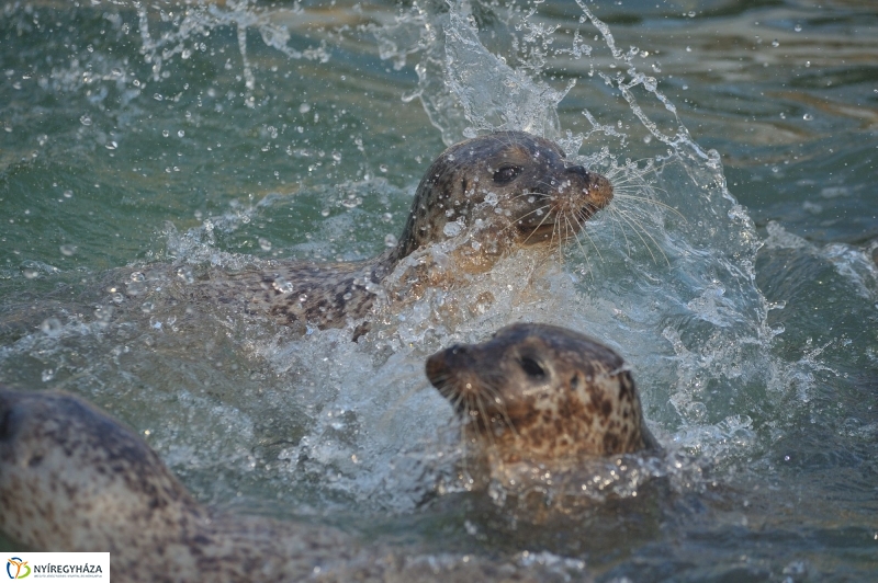 Fókák a jeges vízben - fotó Szarka Lajos
