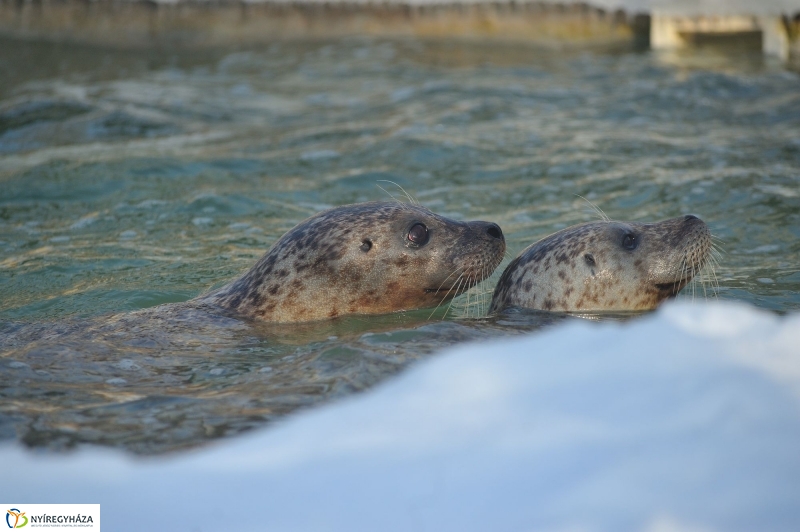 Fókák a jeges vízben - fotó Szarka Lajos