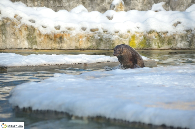 Fókák a jeges vízben - fotó Szarka Lajos