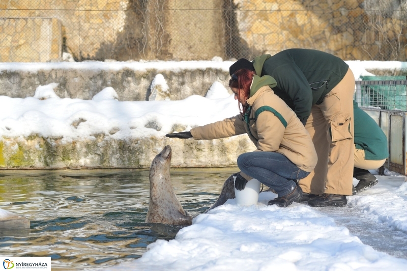 Fókák a jeges vízben - fotó Szarka Lajos