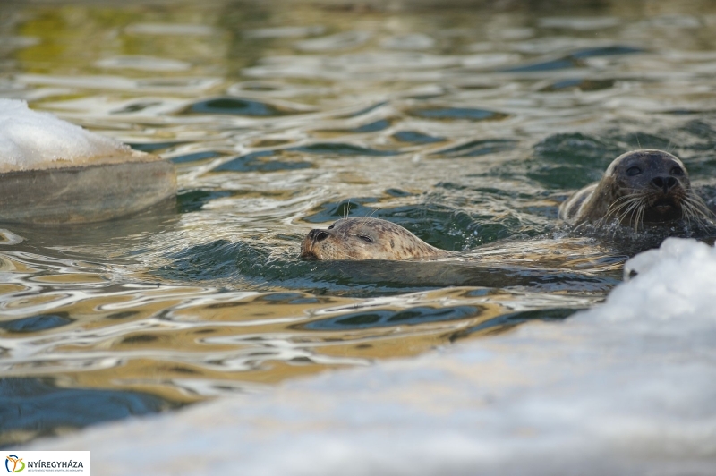 Fókák a jeges vízben - fotó Szarka Lajos
