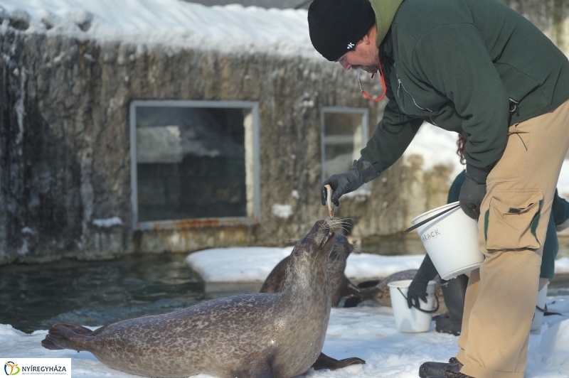 Fókák a jeges vízben - fotó Szarka Lajos