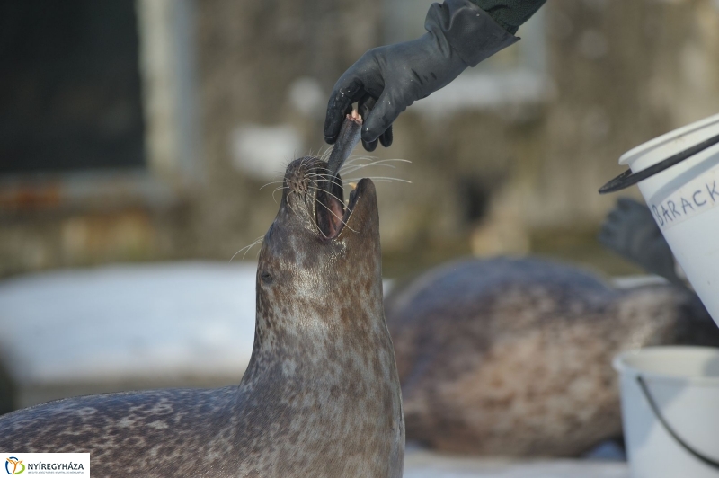 Fókák a jeges vízben - fotó Szarka Lajos