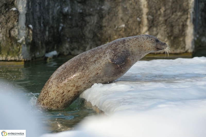 Fókák a jeges vízben - fotó Szarka Lajos