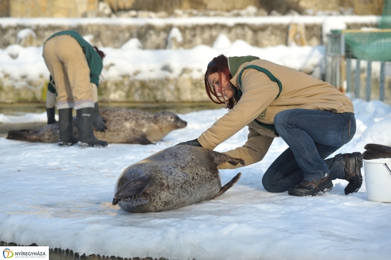 Fókák a jeges vízben - fotó Szarka Lajos