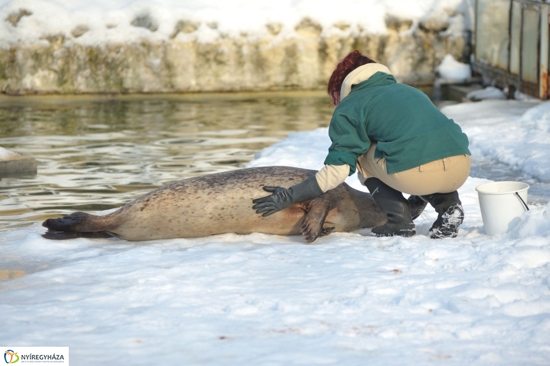 Fókák a jeges vízben - fotó Szarka Lajos