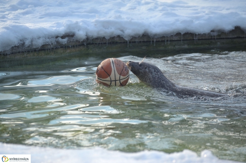 Fókák a jeges vízben - fotó Szarka Lajos