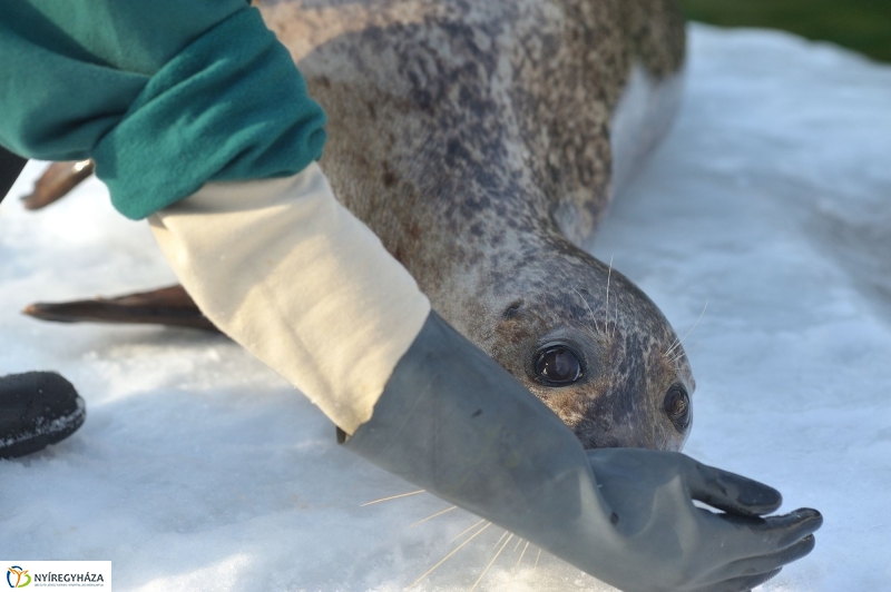 Fókák a jeges vízben - fotó Szarka Lajos
