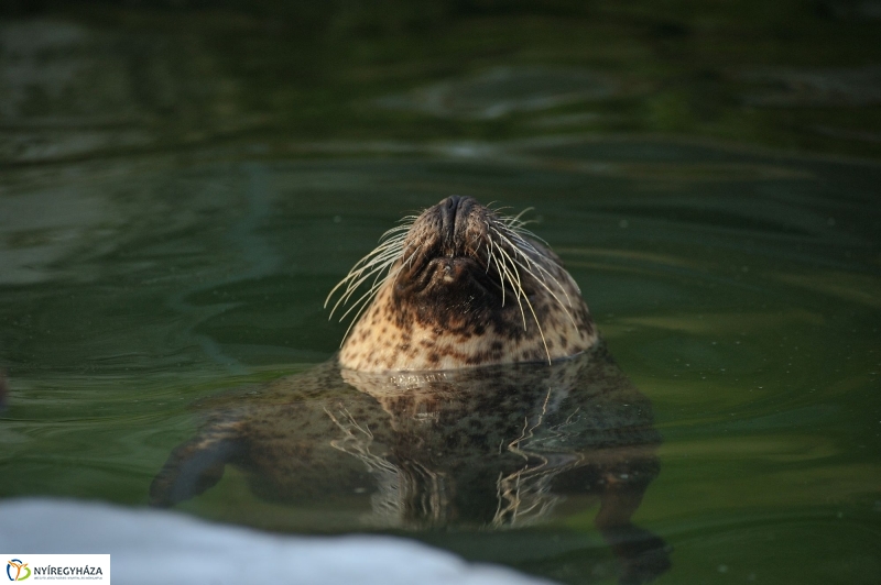 Fókák a jeges vízben - fotó Szarka Lajos