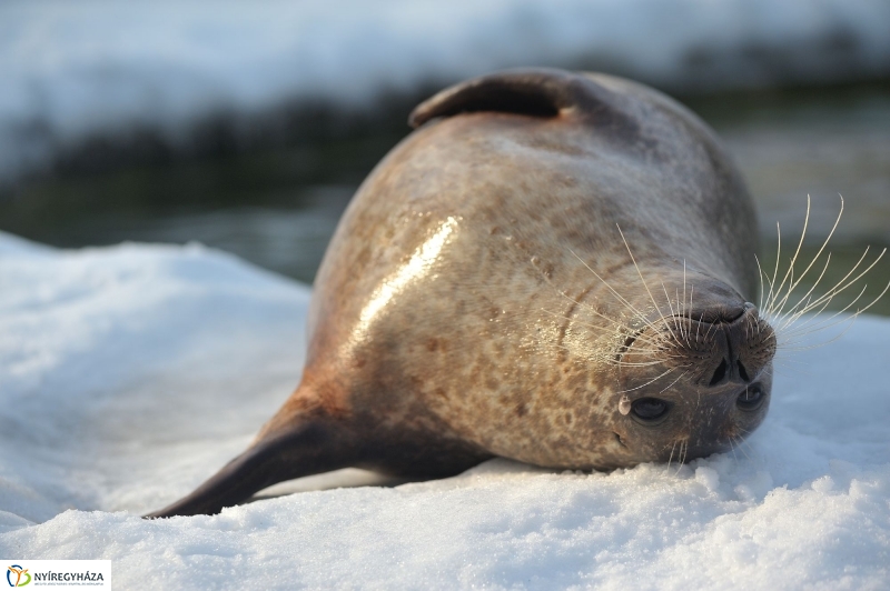 Fókák a jeges vízben - fotó Szarka Lajos