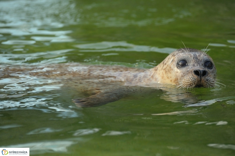 Fókák a jeges vízben - fotó Szarka Lajos