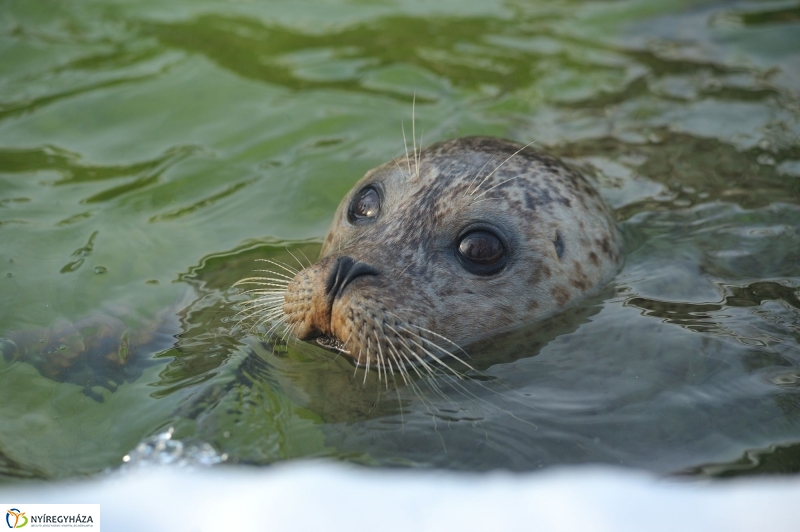 Fókák a jeges vízben - fotó Szarka Lajos