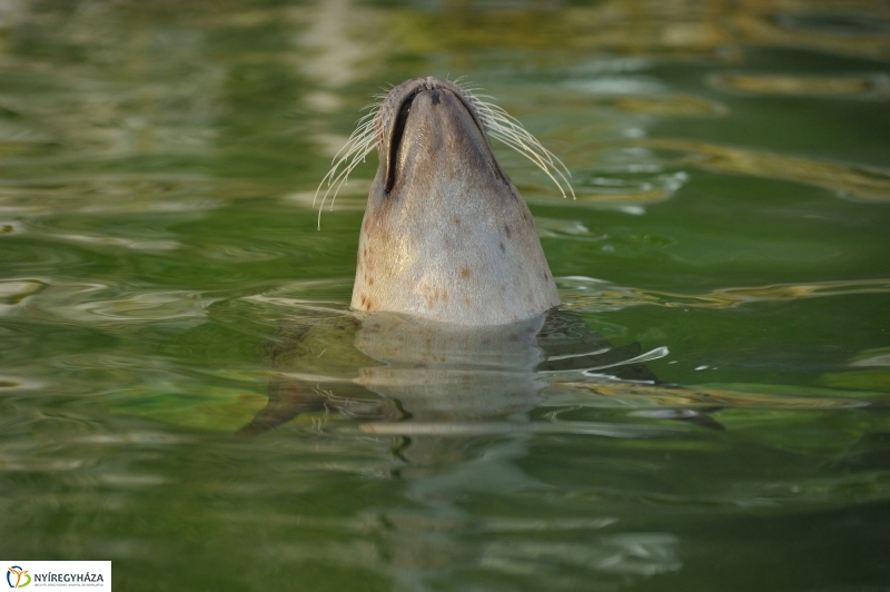 Fókák a jeges vízben - fotó Szarka Lajos