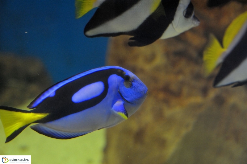 Évértékelő az Állatparkban - fotó Szarka Lajos