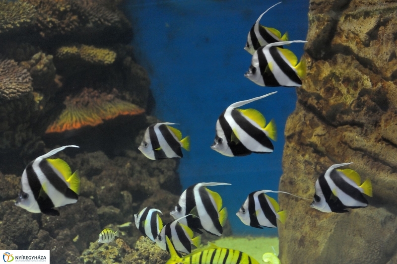 Évértékelő az Állatparkban - fotó Szarka Lajos