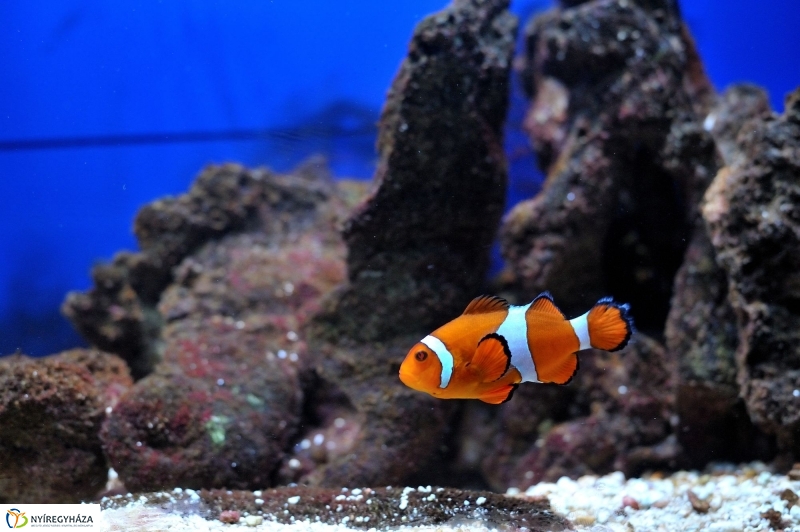 Évértékelő az Állatparkban - fotó Szarka Lajos