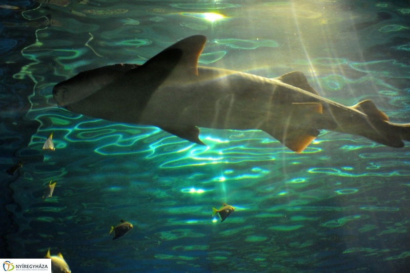 Évértékelő az Állatparkban - fotó Szarka Lajos