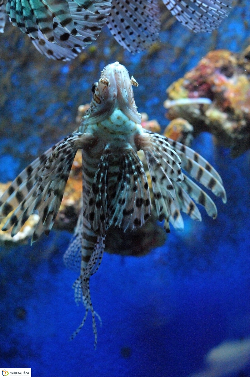 Évértékelő az Állatparkban - fotó Szarka Lajos